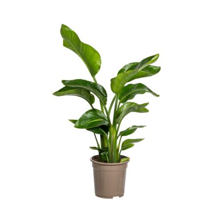 Strelitzia arborescent - Strelitzia nicolai - Plante tropicale - hauteur env. 90-110cm