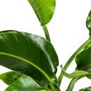 Strelitzia arborescent - Strelitzia nicolai - Plante tropicale - hauteur env. 90-110cm