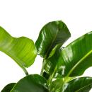 Strelitzia arborescent - Strelitzia nicolai - Plante tropicale - hauteur env. 90-110cm