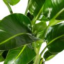 Strelitzia arborescent - Strelitzia nicolai - Plante tropicale - hauteur env. 90-110cm