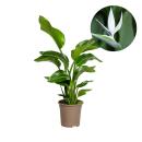 Strelitzia arborescent - Strelitzia nicolai - Plante tropicale - hauteur env. 90-110cm