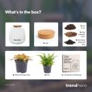 Flaschengarten "Kleine Emma" - DIY-Pflanzenterrarium - 20cm hoch - mit Fittonia Ruby Lime