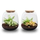 Flaschengarten "Kleine Emma" - DIY-Pflanzenterrarium - 20cm hoch - mit Fittonia Ruby Lime
