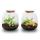 Flaschengarten "Kleine Emma" - DIY-Pflanzenterrarium - 20cm hoch - mit Fittonia Ruby Lime