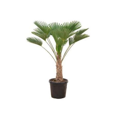Wagnerpalme Trachycarpus wagnerianus 28cm Topf 130cm hoch