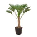 Wagnerpalme Trachycarpus wagnerianus 28cm Topf 130cm hoch