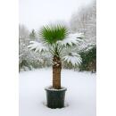 Wagnerpalme Trachycarpus wagnerianus 28cm Topf 130cm hoch