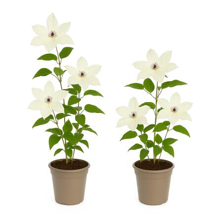 Exotenherz Kletterpflanzen - Clematis Miss bateman - 2er Set - 11cm Topf
