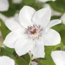Exotenherz Kletterpflanzen - Clematis Miss bateman - 2er...