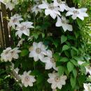 Exotenherz Kletterpflanzen - Clematis Miss bateman - 2er Set - 11cm Topf