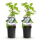 Exotenherz Kletterpflanzen - Clematis Miss bateman - 2er Set - 11cm Topf