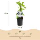 Exotenherz Kletterpflanzen - Clematis Miss bateman - 2er Set - 11cm Topf