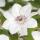Exotenherz Kletterpflanzen - Clematis Miss bateman - 2er Set - 11cm Topf