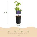 Exotenherz Kletterpflanzen - Clematis Mrs. N. Thompson -...