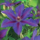 Exotenherz Kletterpflanzen - Clematis Mrs. N. Thompson - 2er Set -11cm Topf