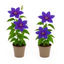 Exotenherz Kletterpflanzen - Clematis Mrs. N. Thompson - 2er Set -11cm Topf