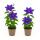 Exotenherz Kletterpflanzen - Clematis Mrs. N. Thompson - 2er Set -11cm Topf