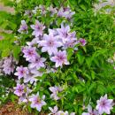 Exotenherz Kletterpflanzen - Clematis Nelly Moser - 2er Set - 11cm Topf