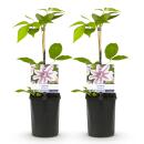Exotenherz Kletterpflanzen - Clematis Nelly Moser - 2er Set - 11cm Topf