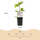 Exotenherz Kletterpflanzen - Clematis Nelly Moser - 2er Set - 11cm Topf