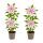 Exotenherz Kletterpflanzen - Clematis Nelly Moser - 2er Set - 11cm Topf