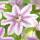 Exotenherz Kletterpflanzen - Clematis Nelly Moser - 2er Set - 11cm Topf