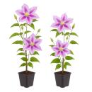 Exotenherz Kletterpflanzen - Clematis Piilu - 2er Set -...
