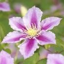Exotenherz Kletterpflanzen - Clematis Piilu - 2er Set -...