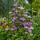 Exotenherz Kletterpflanzen - Clematis Piilu - 2er Set - 11cm Topf