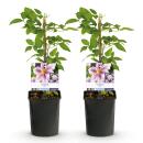 Exotenherz Kletterpflanzen - Clematis Piilu - 2er Set - 11cm Topf