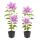 Exotenherz Kletterpflanzen - Clematis Piilu - 2er Set - 11cm Topf