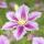 Exotenherz Kletterpflanzen - Clematis Piilu - 2er Set - 11cm Topf