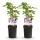 Exotenherz Kletterpflanzen - Clematis Piilu - 2er Set - 11cm Topf