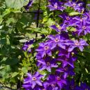 Exotenherz Kletterpflanzen - Clematis The President - 2er Set - 11cm Topf
