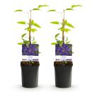 Exotenherz Kletterpflanzen - Clematis The President - 2er Set - 11cm Topf