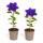 Exotenherz Kletterpflanzen - Clematis The President - 2er Set - 11cm Topf