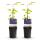 Exotenherz Kletterpflanzen - Clematis The President - 2er Set - 11cm Topf