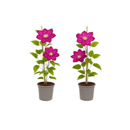 Exotenherz - Kletterpflanzen - Clematis Ville de Lyon - 2er Set - 11cm Topf