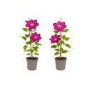 Exotenherz - Kletterpflanzen - Clematis Ville de Lyon -...