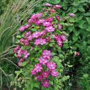 Exotenherz - Kletterpflanzen - Clematis Ville de Lyon - 2er Set - 11cm Topf