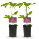Exotenherz - Kletterpflanzen - Clematis Ville de Lyon - 2er Set - 11cm Topf