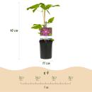 Exotenherz - Kletterpflanzen - Clematis Ville de Lyon - 2er Set - 11cm Topf