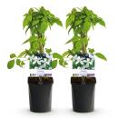 Exotenherz - Kletterpflanzen - Clematis montana Grandiflora - Weiß -2er Set - 11cm Topf