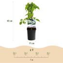 Exotenherz - Kletterpflanzen - Clematis montana Grandiflora - Weiß -2er Set - 11cm Topf