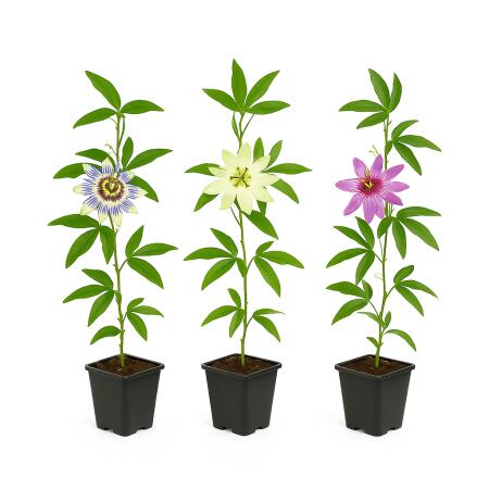 Exotenherz Kletterpflanzen - Passionsblume Passiflora Tricolor - 3er Set - 11cm Topf
