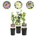 Exotenherz Kletterpflanzen - Passionsblume Passiflora Tricolor - 3er Set - 11cm Topf