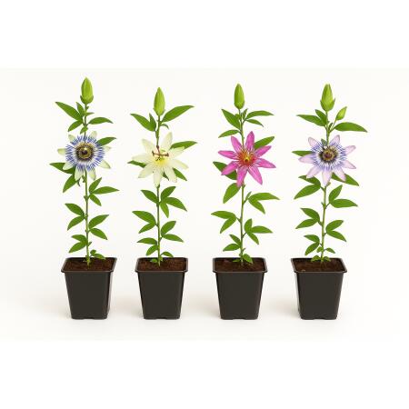 Exotenherz Kletterpflanzen - Passionsblume Passiflora Rainbow  - 4er Set - 11cm Topf