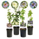 Exotenherz Kletterpflanzen - Passionsblume Passiflora Rainbow  - 4er Set - 11cm Topf