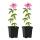 Exotenherz Kletterpflanzen - Passionsblume Passiflora Anastasia  - 2er Set - 11cm Topf