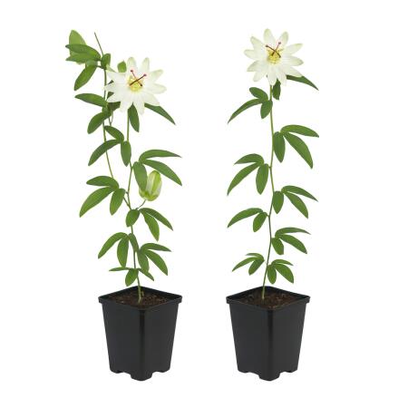 Exotenherz Kletterpflanzen - Passionsblume Passiflora Avalanche - 2er Set - 11cm Topf